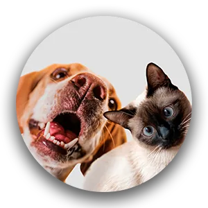 Mascotas